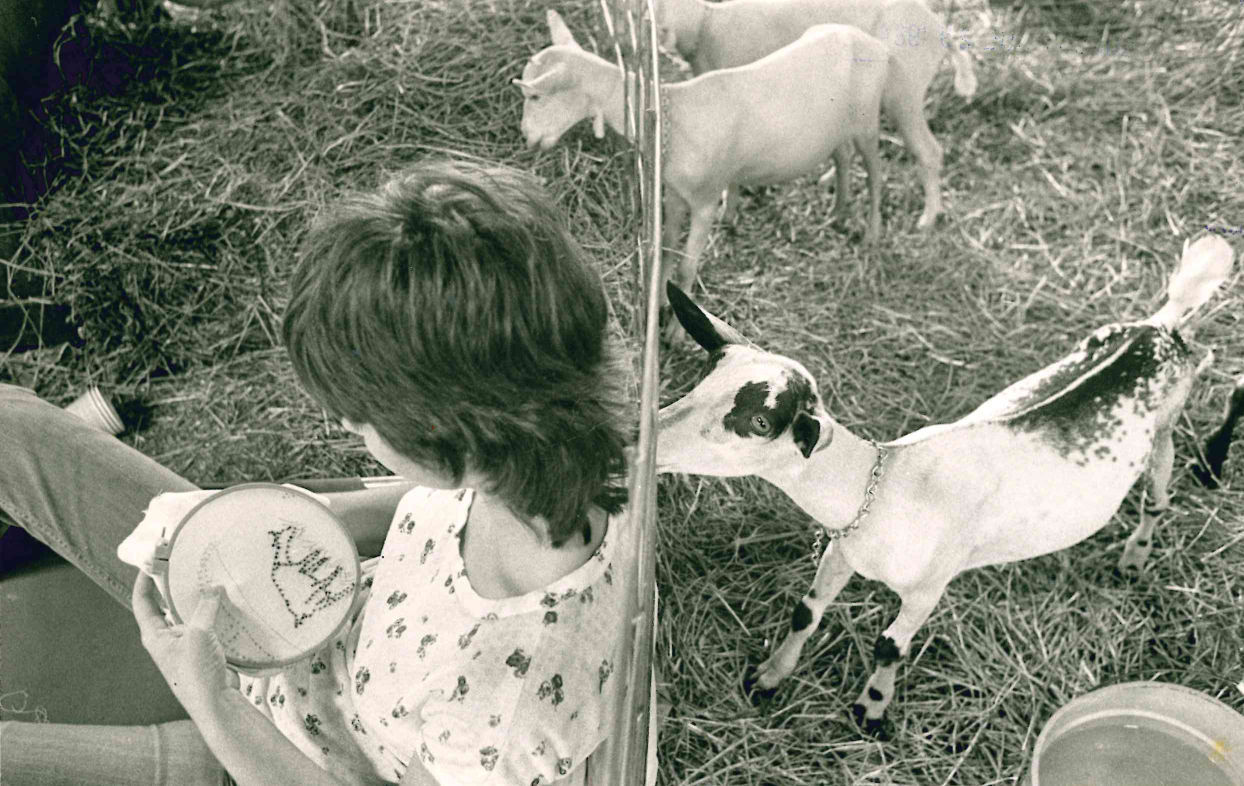 Goat stitchery